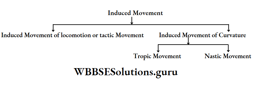 WBBSE Class 10 Life Science Chapter 1 Sensitivity And Response In Plants Induced movement