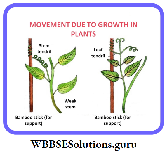 WBBSE Class 10 Life Science Chapter 1 Sensitivity And Response In Plants Tendril