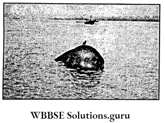 WBBSE Notes For Class 10 Chapter 4 Waste Management Wastes Disposal on Rivers