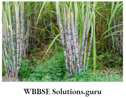 WBBSE Notes For Class 10 Chapter 5 India Economic Environment Sugarcane Field