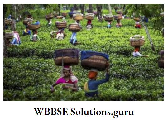 WBBSE Notes For Class 10 Chapter 5 India Economic Environment Tea Garden