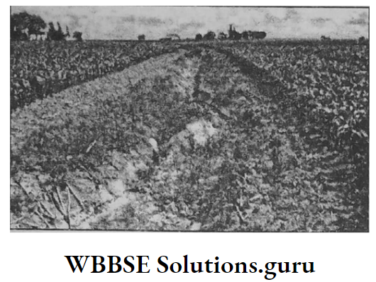 WBBSE Notes For Class 10 Geography Chapter 5 India Gully Ploughing