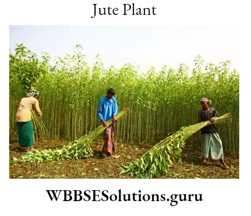 WBBSE Notes For Class 9 Geography and Environment Chapter 8 West Bengal Jute Plant