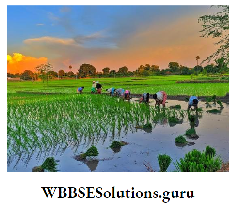 WBBSE Notes For Class 9 Geography and Environment Chapter 8 West Bengal Paddy Field