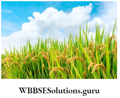 WBBSE Notes For Class 9 Geography and Environment Chapter 8 West Bengal Paddy