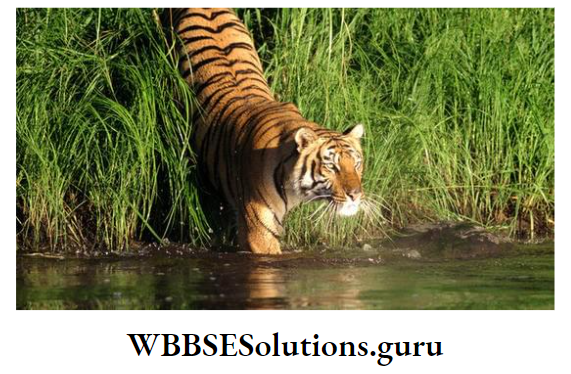WBBSE Notes For Class 9 Geography and Environment Chapter 8 West Bengal Sundarban.