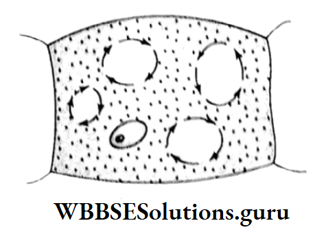 WBBSE Solutions For Class 10 Life Science Chapter 1 Circulation