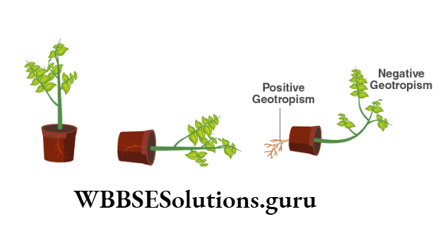 WBBSE Solutions For Class 10 Life Science Chapter 1 Demonstation Of Geotropism