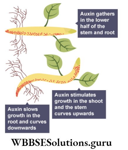 WBBSE Solutions For Class 10 Life Science Chapter 1 Geotropism