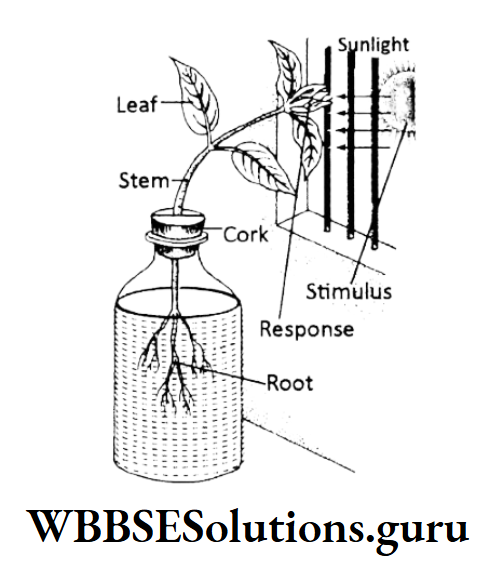 WBBSE Solutions For Class 10 Life Science Chapter 1 Heliotropism