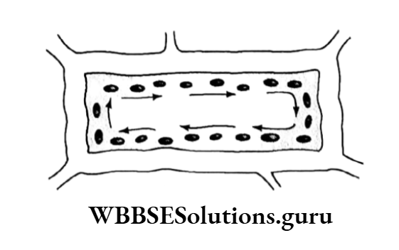 WBBSE Solutions For Class 10 Life Science Chapter 1 Rotation