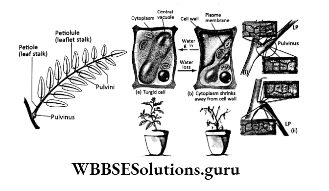 WBBSE Solutions For Class 10 Life Science Chapter 1 Seismonastic Movement