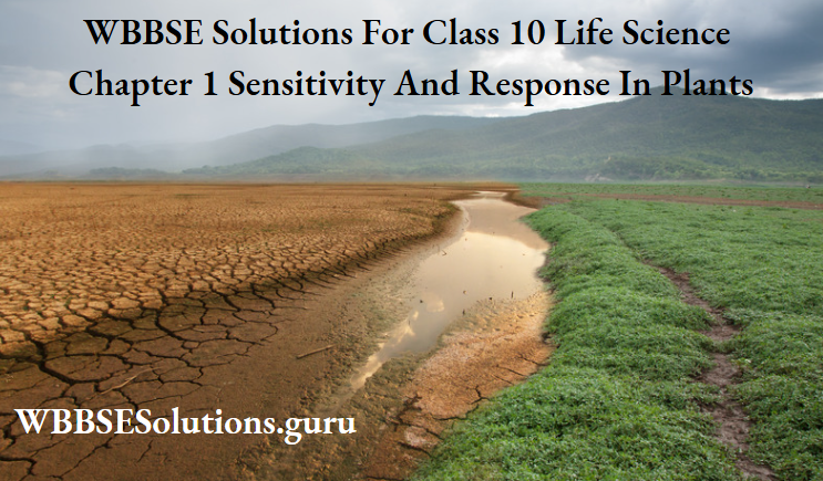 WBBSE Solutions For Class 10 Life Science Chapter 1 Sensitivity And Response In Plants