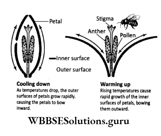 WBBSE Solutions For Class 10 Life Science Chapter 1 Thermonastic Movement