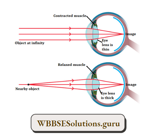 WBBSE Solutions For Class 10 Physical Science And Environment Chapter 5 Light Normal Eye And Distant Objects Appear Clear