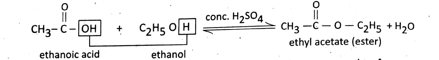 WBBSE Solutions For Class 10 Physical Science And Environment Chapter 8 Organic Chemistry ethanioc acid and ethyl acetate