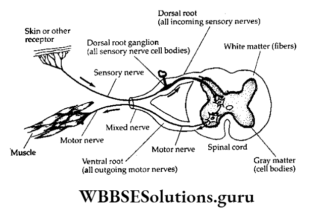 WBBSE Class 10 Life Science Chapter 1 Control And Coordination In Living Organisms Mixed Nerves
