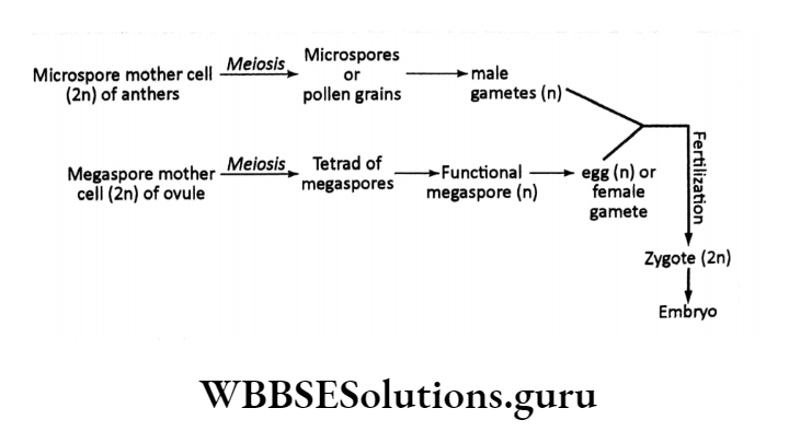 WBBSE Class 10 Life Science Model Question Paper 2023 Set 2 mircosphore