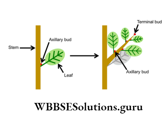 WBBSE Solutions Chapter 1 Branching