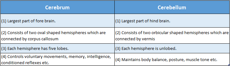 WBBSE Solutions Chapter 1 Control And Coordination In Living Organisms Topic D Response And Physical Coordination In Animals Nervous Cerebrum
