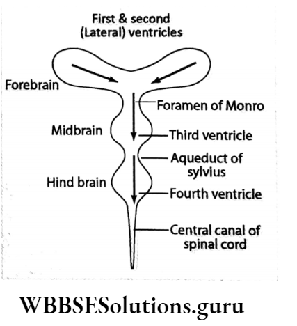 WBBSE Solutions Chapter 1 Control And Coordination In Living Organisms Topic D Response And Physical Coordination In Animals Nervous System CSF