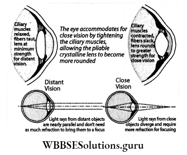 WBBSE Solutions Chapter 1 Control And Coordination In Living Organisms Topic D Response And Physical Coordination In Animals Nervous System distance eye