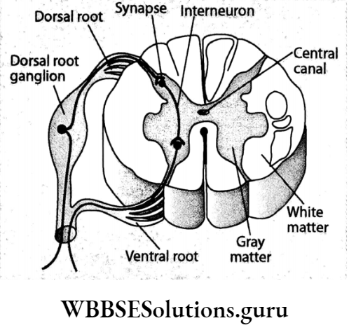 WBBSE Solutions Chapter 1 Control And Coordination In Living Organisms Topic D Response And Physical Coordination In Animals Nervous System dorsal root