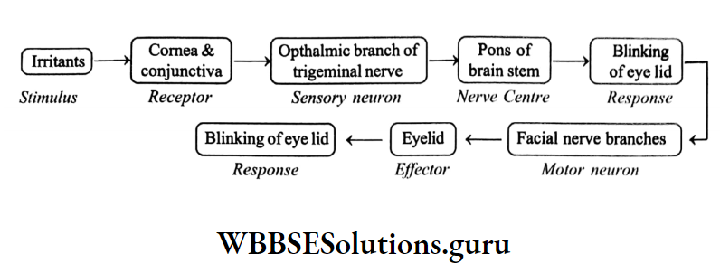 WBBSE Solutions Chapter 1 Control And Coordination In Living Organisms Topic D Response And Physical Coordination In Animals Nervous System flow chart 1