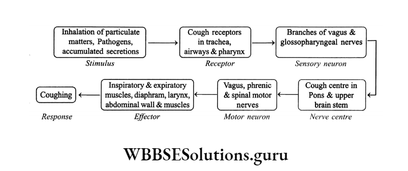 WBBSE Solutions Chapter 1 Control And Coordination In Living Organisms Topic D Response And Physical Coordination In Animals Nervous System flow chart 2