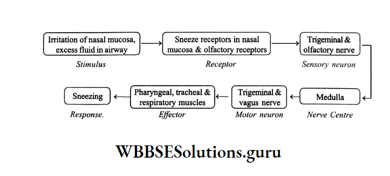 WBBSE Solutions Chapter 1 Control And Coordination In Living Organisms Topic D Response And Physical Coordination In Animals Nervous System flow chart 3