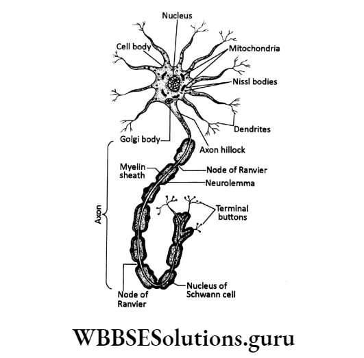 WBBSE Solutions Chapter 1 Control And Coordination In Living Organisms Topic D Response And Physical Coordination In Animals Nervous System neuron