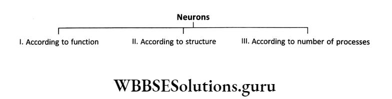 WBBSE Solutions Chapter 1 Control And Coordination In Living Organisms Topic D Response And Physical Coordination In Animals Nervous System sensory neurons chart