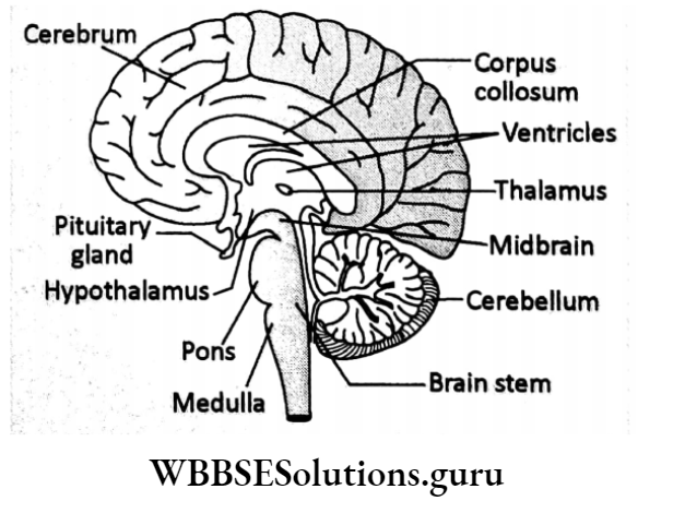 WBBSE Solutions Chapter 1 Control And Coordination In Living Organisms Topic D Response And Physical Coordination In Animals Nervous brain