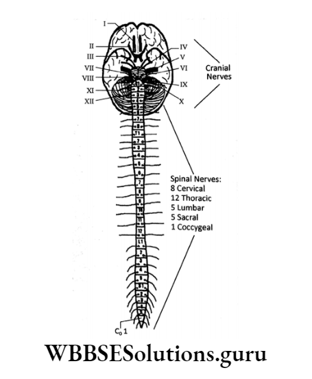 WBBSE Solutions Chapter 1 Control And Coordination In Living Organisms Topic D Response And Physical Coordination In Animals Nervous central nervous system