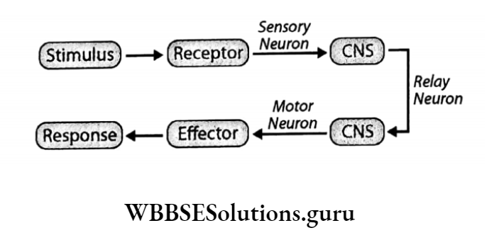 WBBSE Solutions Chapter 1 Control And Coordination In Living Organisms Topic D Response And Physical Coordination In Animals Nervous cycle