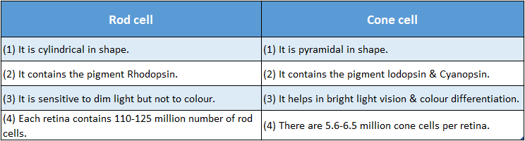 WBBSE Solutions Chapter 1 Control And Coordination In Living Organisms Topic D Response And Physical Coordination In Animals Nervous rod and cone cells