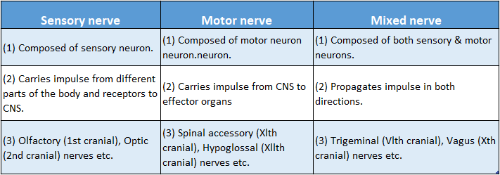 WBBSE Solutions Chapter 1 Control And Coordination In Living Organisms Topic D Response And Physical Coordination In Animals Nervous sensory nerve