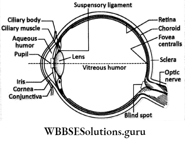 WBBSE Solutions Chapter 1 Control And Coordination In Living Organisms Topic D Response And Physical Coordination In Animals Nervous system retina