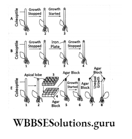 WBBSE Solutions Chapter 1 Hormones Major Charcteristics Of Phytohormones