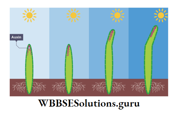 WBBSE Solutions Chapter 1 Phototropic Curvature And Geotropism
