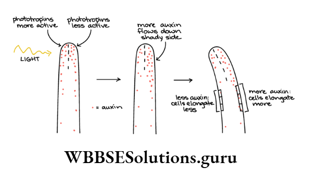 WBBSE Solutions Chapter 1 Phototropic Curvature