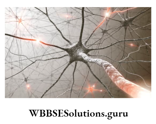WBBSE Solutions Chapter 1 Topic D Response And Physical Coordination In Animals Nervous System Presynaptic