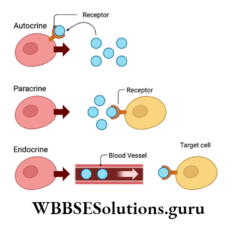 WBBSE Solutions For Class 10 Life Science Chapter 1 Autocrine Action