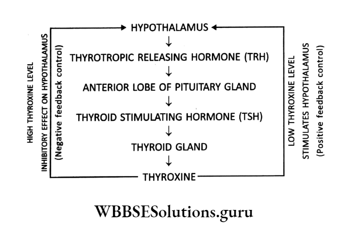 WBBSE Solutions For Class 10 Life Science Chapter 1 Control And Coordination In Living Organisms Topic C Response And Chemical Coordination In Animals Hormones Thyroid stimulating hormone