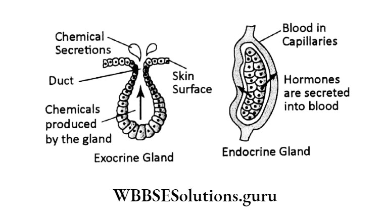 WBBSE Solutions For Class 10 Life Science Chapter 1 Control And Coordination In Living Organisms Topic C Response And Chemical Coordination In Animals Hormones endocrine glands