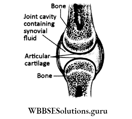 WBBSE Solutions For Class 10 Life Science Chapter 1 Control And Coordination In Living Organisms Topic E Locomotion As A Type Of Response In Animals Bone