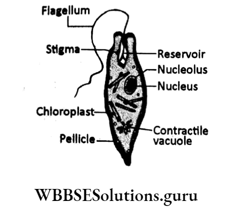 WBBSE Solutions For Class 10 Life Science Chapter 1 Control And Coordination In Living Organisms Topic E Locomotion As A Type Of Response In Animals Flagellum