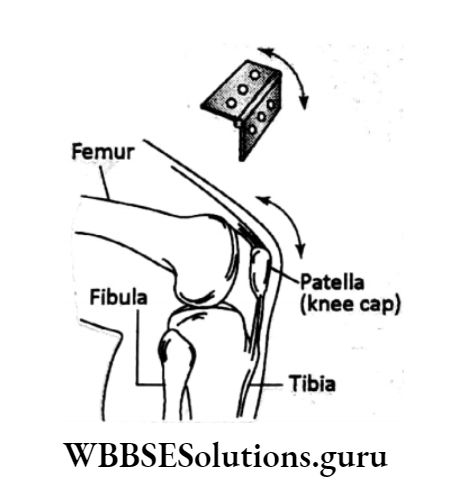 WBBSE Solutions For Class 10 Life Science Chapter 1 Control And Coordination In Living Organisms Topic E Locomotion As A Type Of Response In Animals Hinge joints