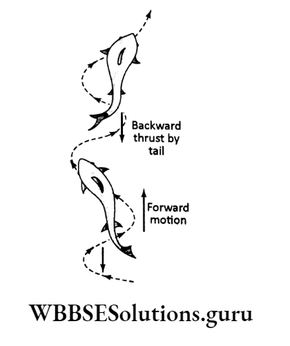 WBBSE Solutions For Class 10 Life Science Chapter 1 Control And Coordination In Living Organisms Topic E Locomotion As A Type Of Response In Animals fish scales movement