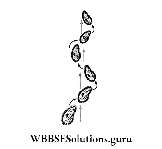WBBSE Solutions For Class 10 Life Science Chapter 1 Control And Coordination In Living Organisms Topic E Locomotion As A Type Of Response In Animals swin in straight line